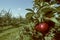 Red Empire apples on the tree in an orchard