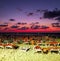 Red empty loungers on the evening sandy beach after sunset. Calm sea at beautiful red sunset sky.