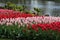 Red en rose tulips in Keukenhof