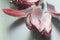 Red endive leaves