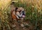 Red English British Bulldog in orange harness walking in wheat field in warm summer day