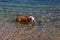 A red English British bulldog on a walk