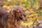 Red english spaniel on autumn background