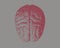 Red engraving drawing brain on gray BG