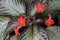 Red episcia