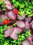 Red Episcia Cupreata Flowers blooming