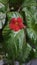 Red episcia flower