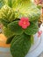 Red Episcia flower as hanging plant
