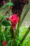 Red Etlingera flower