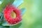 Red Eucalyptus macrocarpa gum tree blossom