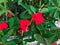 Red Euphorbia milii, the crown of thorns, Christ plant, or Christ thorn blooming in the fence garden