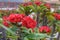 Red Euphorbia milii flower