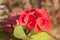 Red euphorbia milii flowers bloomingPoi sian