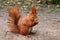 Red Eurasian squirrel