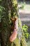 Red eurasian squirrel climbing on a tree in the sunshine searching for food like nuts and seeds in a forest attentive looking