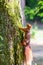 Red eurasian squirrel climbing on a tree in the sunshine searching for food like nuts and seeds in a forest attentive looking