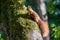 Red eurasian squirrel climbing on a tree in the sunshine searching for food like nuts and seeds in a forest attentive looking