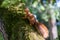 Red eurasian squirrel climbing on a tree in the sunshine searching for food like nuts and seeds in a forest attentive looking