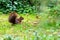 Red eurasian squirrel hopping on the ground in the sunshine searching for food like nuts and seeds in a forest attentive looking f