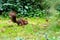 Red eurasian squirrel hopping on the ground in the sunshine searching for food like nuts and seeds in a forest attentive looking f