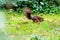 Red eurasian squirrel hopping on the ground in the sunshine searching for food like nuts and seeds in a forest attentive looking f