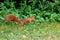 Red eurasian squirrel hopping on the ground in the sunshine searching for food like nuts and seeds in a forest attentive looking f