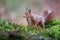 Red Eurasian squirrel searching for food