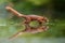 Red Eurasian squirrel searching for food