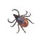 Red european forest mite, parasite insect, infection carrier, Ixodes ricinus. Dangerous insect mite. Encephalitis, Lyme