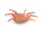 Red European Shore crab on white