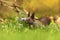 Red european squirrel on green grass