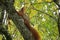Red european squirrel on the tree