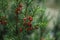 Red evergreen seed arils Taxus baccata