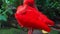 Red Exotic Bird With Long Beak Scarlet Ibis