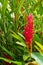 Red exotic plant and flowers alpinia in a rainy beautiful garden in guadeloupe