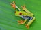 Red eye tree frog on green leaf, cahuita, costa rica