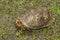 Red Eyed Alabama Box Turtle 2 - Terrapene carolina