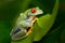 Red-Eyed Amazon Tree Frog (Agalychnis Callidryas)