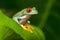 Red-Eyed Amazon Tree Frog (Agalychnis Callidryas)