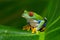 Red-Eyed Amazon Tree Frog (Agalychnis Callidryas)