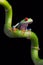 Red-Eyed Amazon Tree Frog (Agalychnis Callidryas)