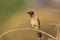 Red-Eyed Bulbul - African Wild Bird Background - Color Curves