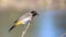 Red-eyed Bulbul - Beautiful Portrait from Africa