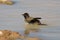 Red eyed bulbul having a bath to cool down in hot Kalahari sun