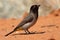 Red-eyed bulbul, Kalahari desert