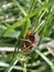 Red Eyed Cicada on Branch Says Hi