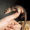 Red eyed crocodile skink on the hand