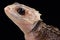 Red-eyed crocodile skink Tribolonotus gracilis