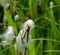 Red-eyed Damselfly on Cotton Grass