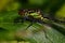 Red-eyed Damselfly, Erythromma najas female